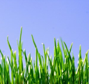 green-grass-1194045-639x606
